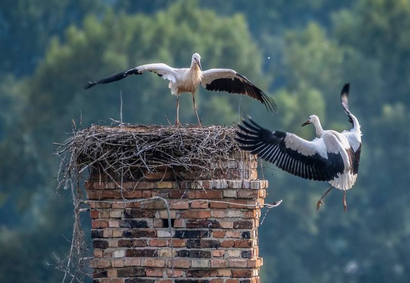 Professional Chimney Animal Removal Services in Haverhill, Massachusetts